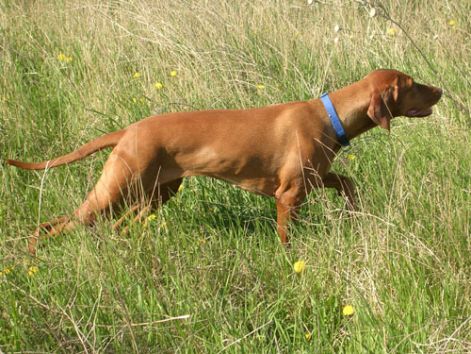 rovidszoru-magyar-vizsla-09.jpg